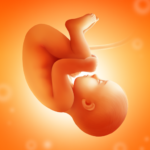 Pregnancy and Due Date Tracker icon
